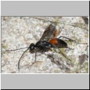 Priocnemis melanosoma - Wegwespe w02b 8mm OS-Wallenhorst-Tongrube-Lehmwiese-det.jpg